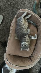 Lost Male Cat last seen Mary Helen St, Corona, CA 92879