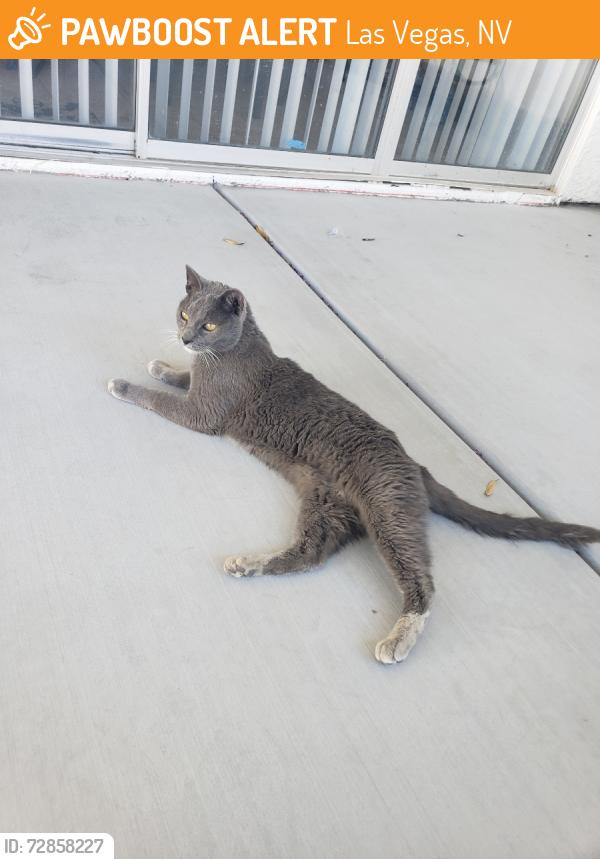 Found/Stray Male Cat last seen Flamingo and Rainbow , Las Vegas, NV 89103