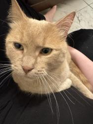 Found/Stray Unknown Cat last seen Lexington/Front, Saint Paul, MN 55103