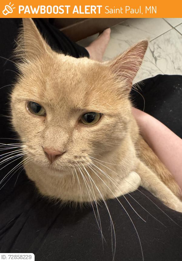 Found/Stray Unknown Cat last seen Lexington/Front, Saint Paul, MN 55103