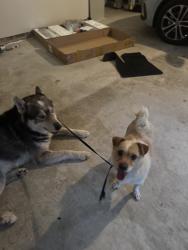 Found/Stray Male Dog last seen Loganberry Drive , Fayetteville, NC 28304