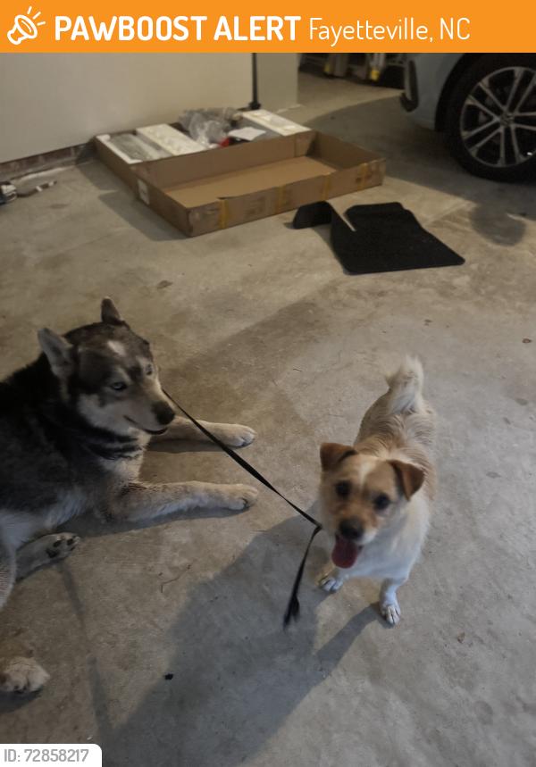 Found/Stray Male Dog last seen Loganberry Drive , Fayetteville, NC 28304