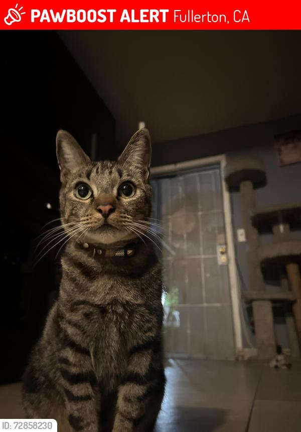 Lost Male Cat last seen Orangethorpe , Fullerton, CA 92801