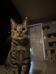 Lost Male Cat last seen Orangethorpe , Fullerton, CA 92801