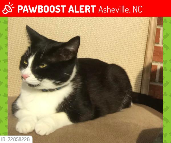 Lost Female Cat last seen Off SandHill Rd. by New Classical Academy school, Asheville, NC 28806