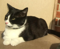 Lost Female Cat last seen Off SandHill Rd. by New Classical Academy school, Asheville, NC 28806