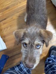 Found/Stray Female Dog last seen Old Winston rd near East Hartley, High Point, NC 27265