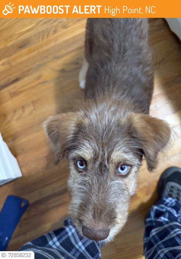 Found/Stray Female Dog last seen Old Winston rd near East Hartley, High Point, NC 27265