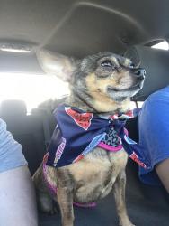 Reunited Female Dog last seen 35th Ave and Glendale, Phoenix, AZ 85017