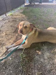 Lost Male Dog last seen Near Royal Oaks Court Clarksville TN 37043, Clarksville, TN 37043