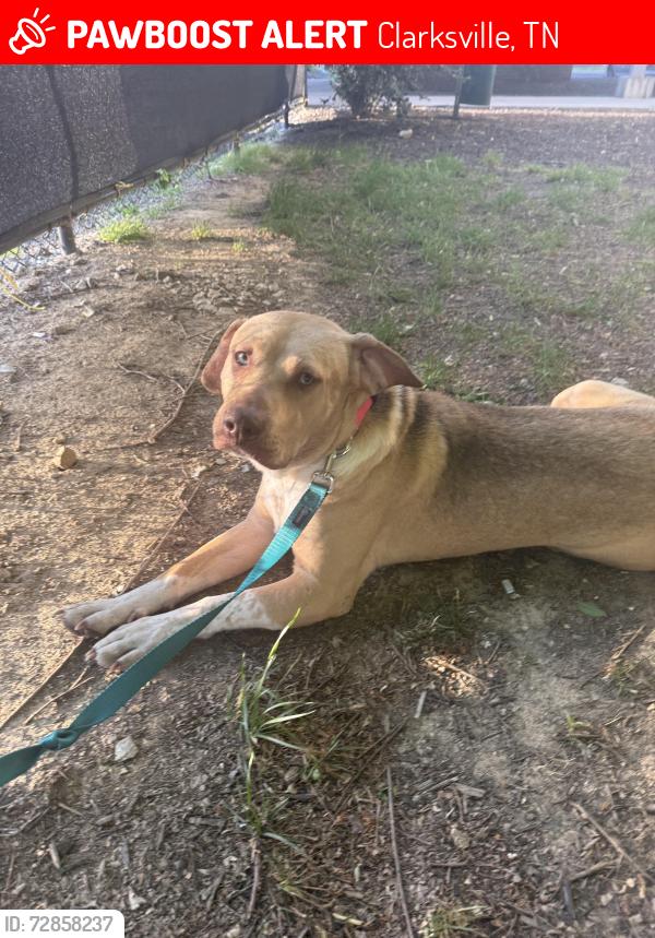Lost Male Dog last seen Near Royal Oaks Court Clarksville TN 37043, Clarksville, TN 37043