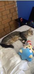 Reunited Male Cat last seen Tonsley village Byron ave Celtic ave cohen court , Clovelly Park, SA 5042