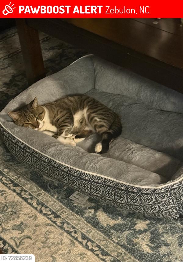 Lost Male Cat last seen Zebulon, Zebulon, NC 27597