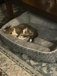 Lost Male Cat last seen Zebulon, Zebulon, NC 27597