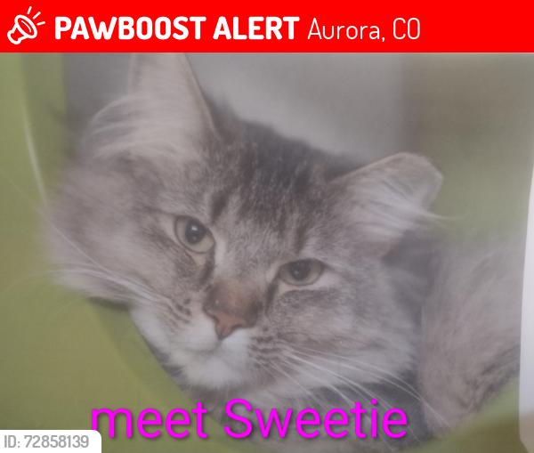 Lost Female Cat last seen COLFAX AND I-225, Aurora, CO 80011