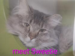 Lost Female Cat last seen COLFAX AND I-225, Aurora, CO 80011