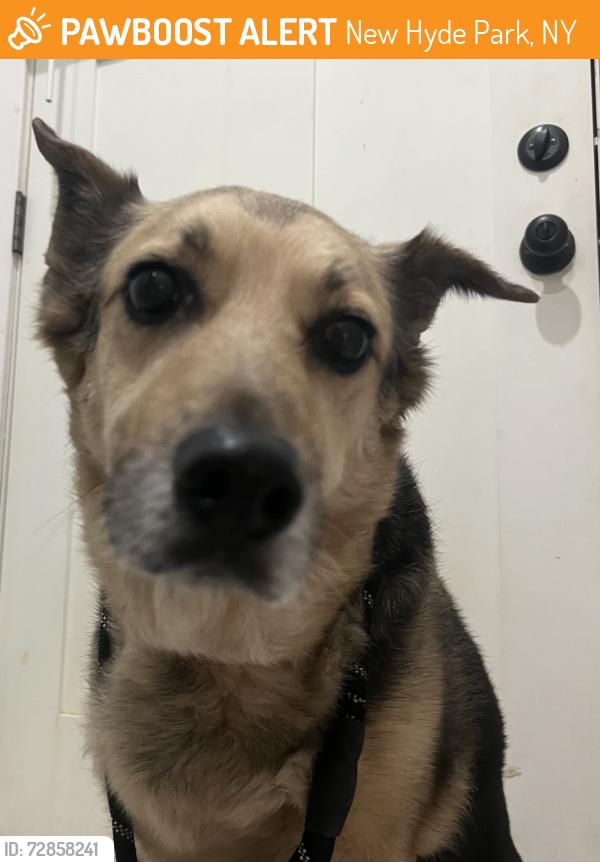 Found/Stray Male Dog last seen jericho turnpike , New Hyde Park, NY 11040