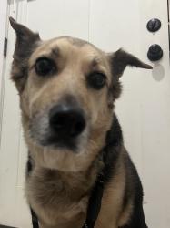Found/Stray Male Dog last seen jericho turnpike , New Hyde Park, NY 11040