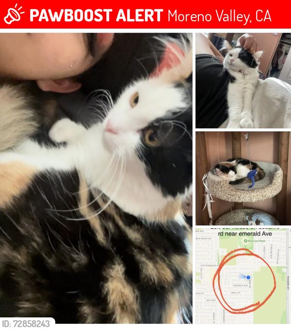 Lost Female Cat last seen Sesame rd and emerald st, Moreno Valley, CA 92555