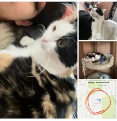Lost Female Cat last seen Sesame rd and emerald st, Moreno Valley, CA 92555