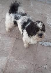 Lost Male Dog last seen Rua Raul Pompéia , Cidade Industrial de Curitiba, PR 81250-280