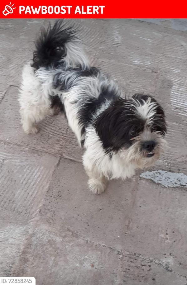 Lost Male Dog last seen Rua Raul Pompéia , Cidade Industrial de Curitiba, PR 81250-280