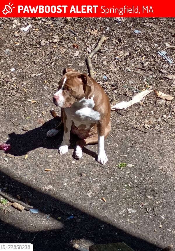 Lost Female Dog last seen Springfield Massachusett, Ludlow, MA 01151