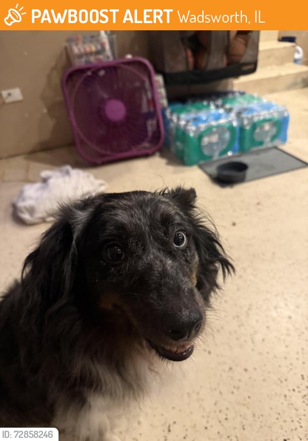 Found/Stray Male Dog last seen Delany and Adam’s rd, Wadsworth, IL 60083