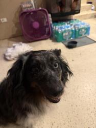 Found/Stray Male Dog last seen Delany and Adam’s rd, Wadsworth, IL 60083