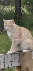 Lost Male Cat last seen Mountain Drive , Little Rock, AR 72227