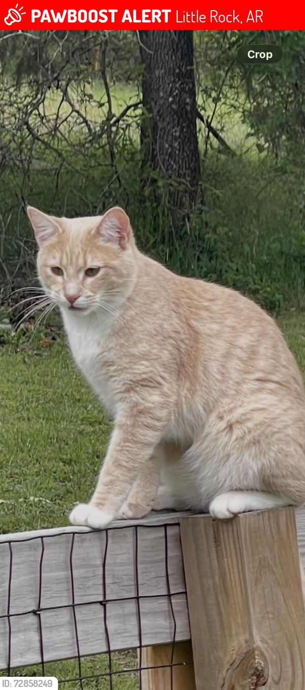 Lost Male Cat last seen Mountain Drive , Little Rock, AR 72227