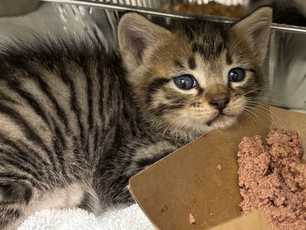 Shelter Stray Male Cat last seen Bexar County, New Braunfels, TX 78130