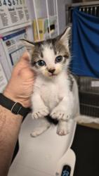 Shelter Stray Female Cat last seen Bexar County, New Braunfels, TX 78130