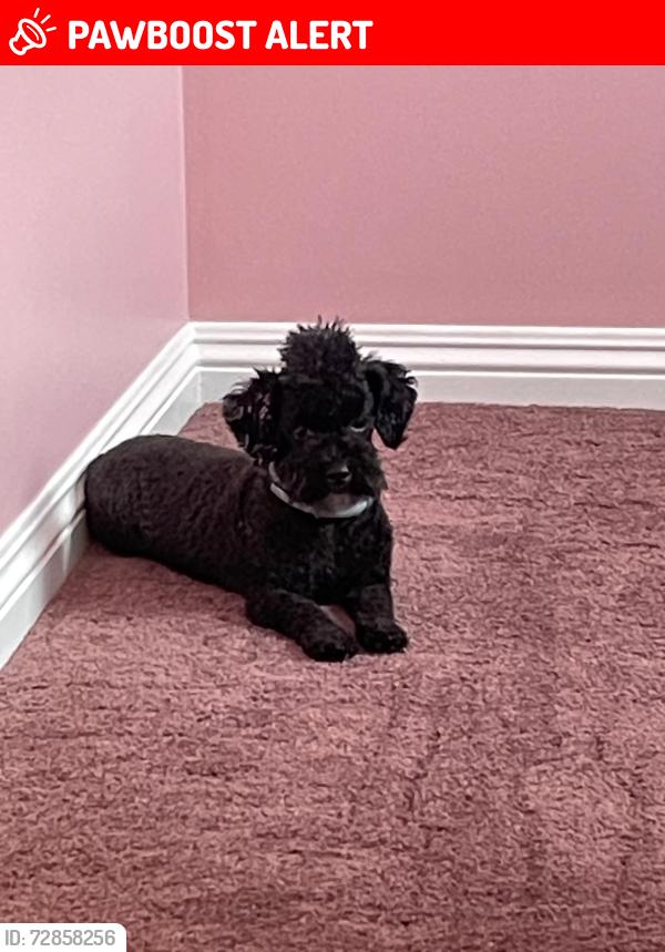 Lost Male Dog last seen Pakaki and flower, Nanawale Estates, HI 96778