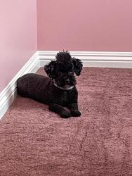 Lost Male Dog last seen Pakaki and flower, Nanawale Estates, HI 96778