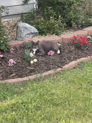 Lost Female Cat last seen Mountain Drive , Little Rock, AR 72227