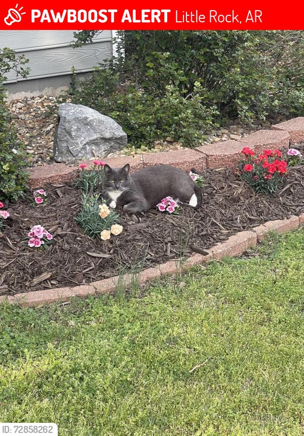 Lost Female Cat last seen Mountain Drive , Little Rock, AR 72227