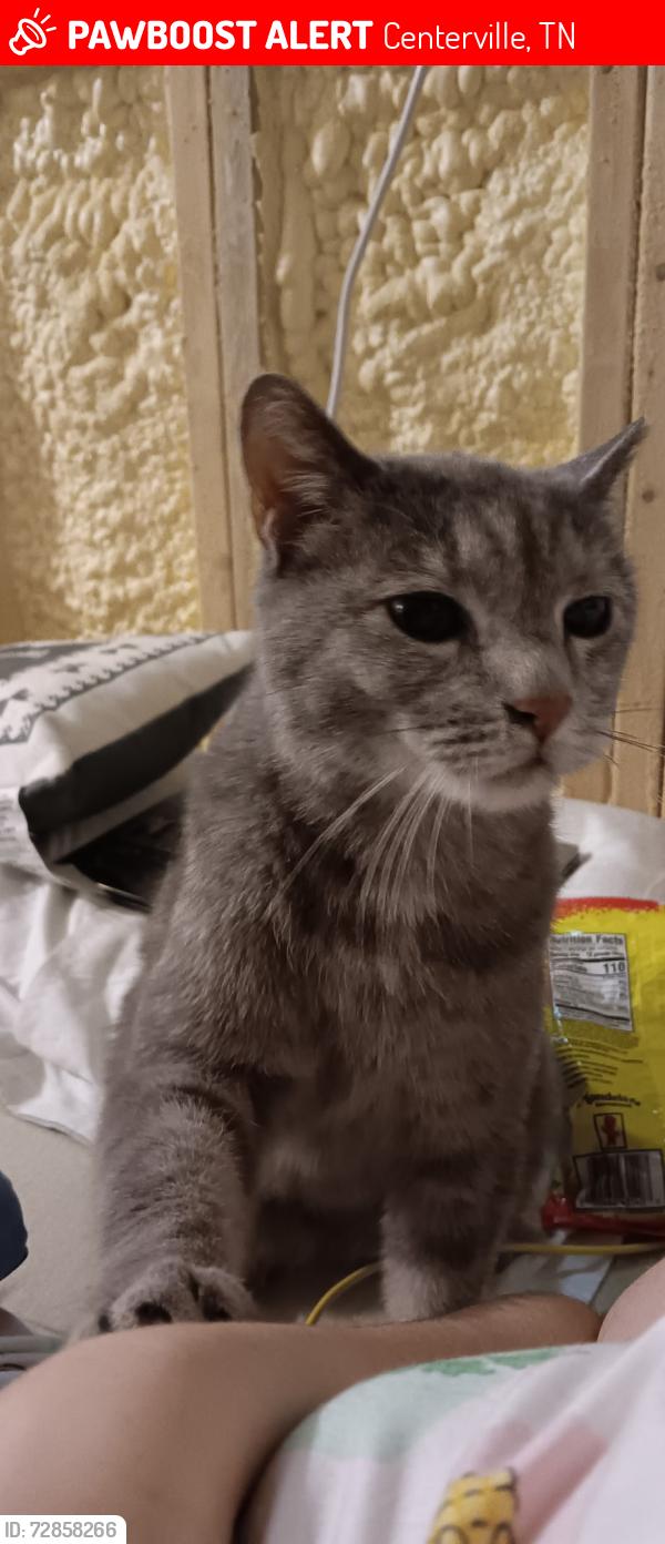 Lost Female Cat last seen Columbia Ave l, Centerville, TN 37033