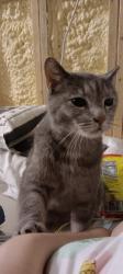 Lost Female Cat last seen Columbia Ave l, Centerville, TN 37033