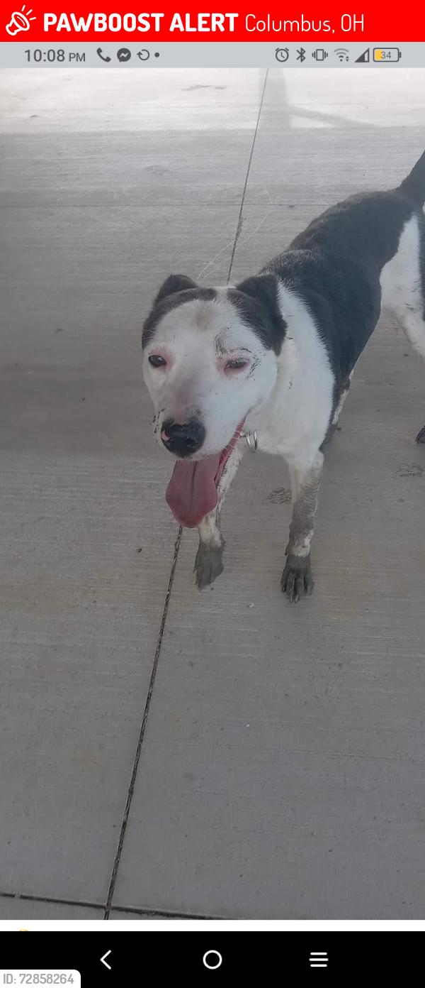 Lost Female Dog last seen Mound and wayne, Columbus, OH 43204