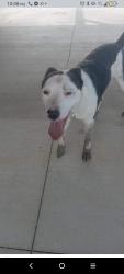 Lost Female Dog last seen Mound and wayne, Columbus, OH 43204
