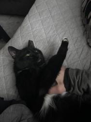 Lost Female Cat last seen Tree Moss Lane , North Ridgeville, OH 44039
