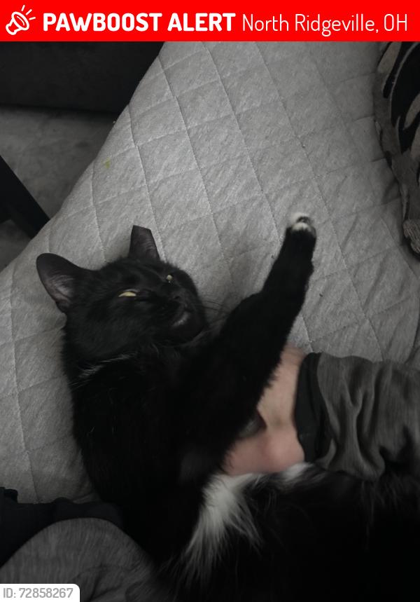 Lost Female Cat last seen Tree Moss Lane , North Ridgeville, OH 44039