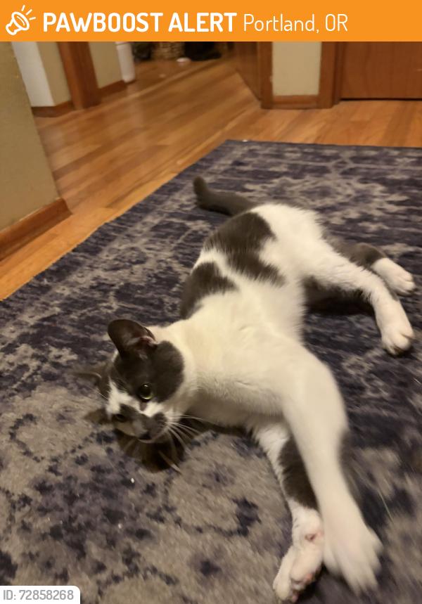 Found/Stray Male Cat last seen 49th  and Powell, Portland, OR 97214