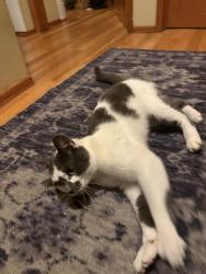 Found/Stray Male Cat last seen 49th  and Powell, Portland, OR 97214