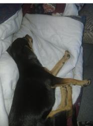 Lost Female Dog last seen Mt.Vernon Ave/ La Cadena, Colton, CA 92324
