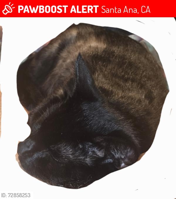 Lost Female Cat last seen 17th st & greenleaf st., Santa Ana, CA 92706