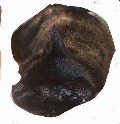 Lost Female Cat last seen 17th st & greenleaf st., Santa Ana, CA 92706