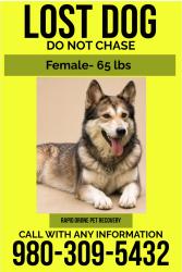 Lost Female Dog last seen Washam Potts and coachman’s trace Cornelius nc, Mecklenburg County, NC 28031