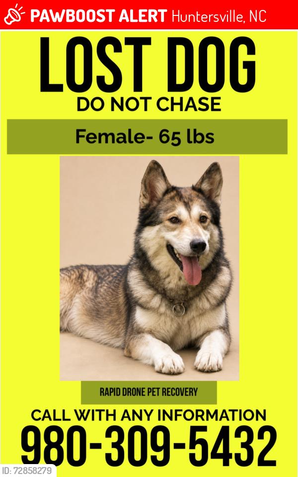Lost Female Dog last seen Washam Potts and coachman’s trace Cornelius nc, Mecklenburg County, NC 28031